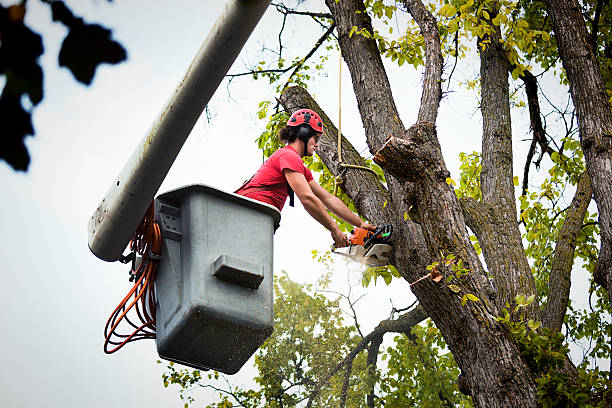 Trusted Nanticoke, PA Tree Service Experts